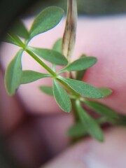 Galium bermudense