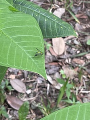 Condylostylus comatus