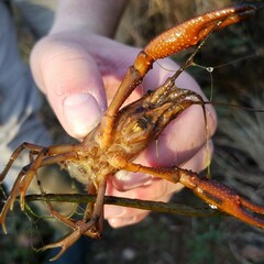 Procambarus