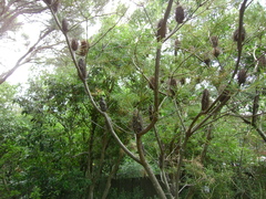 Banksia cunninghamii