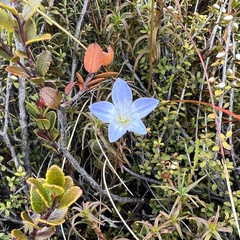 Wahlenbergia pygmaea