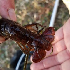 Procambarus