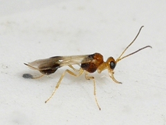 Euphorinae