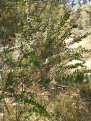 Melaleuca squarrosa