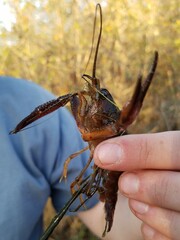 Procambarus
