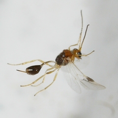 Euphorinae