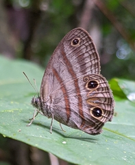 Cissia terrestris