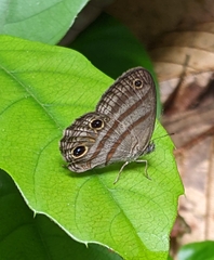 Cissia terrestris