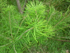 Banksia cunninghamii