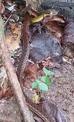 Dendrophidion percarinatum