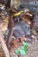 Dendrophidion percarinatum