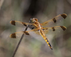 Libellula semifasciata
