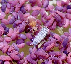 Morulodes