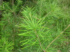 Banksia cunninghamii