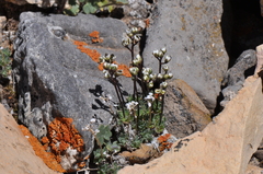 Draba fladnizensis