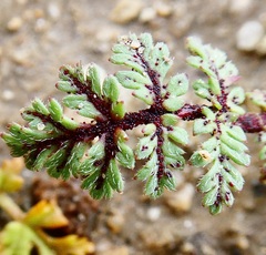 Synchytrium papillatum