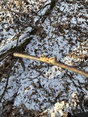 Cryptoporus volvatus