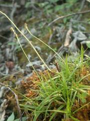 Carex concinna