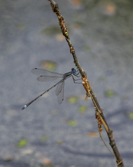 Lestes australis