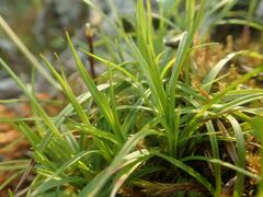 Carex concinna