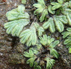 Riccia