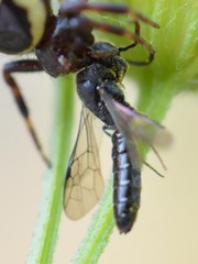Sapygidae