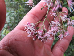 Ageratina ampla