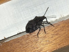 Brochymena