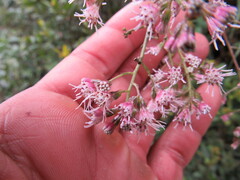 Ageratina ampla