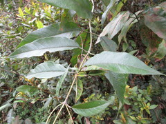 Ageratina ampla