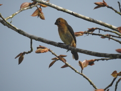 Sporophila corvina