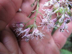 Ageratina ampla