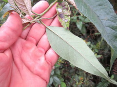 Ageratina ampla