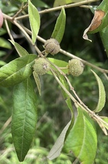 Croton stigmatosus