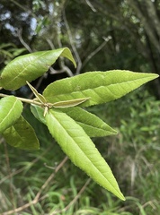 Croton stigmatosus