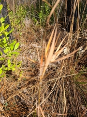 Andropogon gyrans