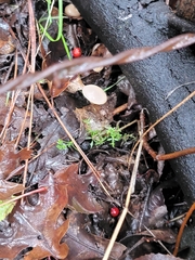 Leucocybe