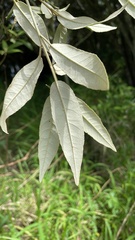 Croton stigmatosus