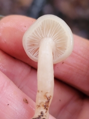 Leucocybe