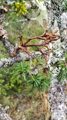 Arceuthobium tsugense