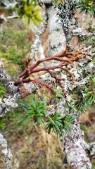 Arceuthobium tsugense