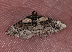 Eucymatoge peplodes