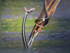 Thamnophis proximus orarius