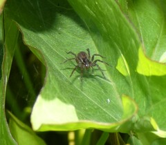 Diapontia