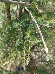 Leptospermum juniperinum