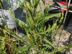 Lepidium densiflorum