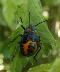 Brontocoris nigrolimbatus