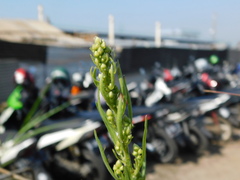 Lepidium densiflorum