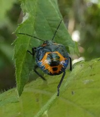 Brontocoris nigrolimbatus