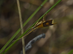 Crocanthes prasinopis